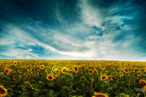 Sunflowers Landscape936326042